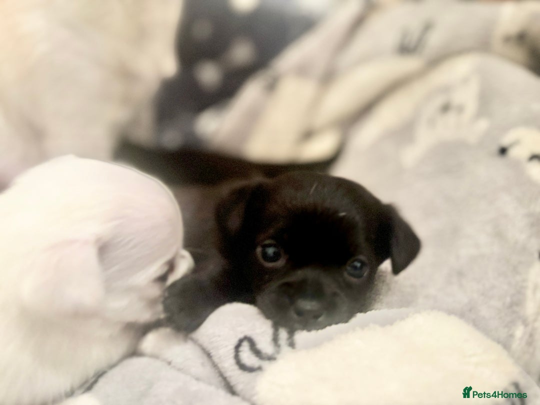 Chihuahua dogs for sale: Beautiful Chihuahua Puppies - Advert 3