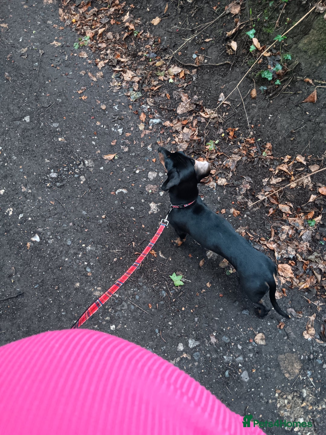 Dachshund dogs for sale: 1 year old Male Dauchund for Sale - Image 7