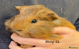 Guinea Pig rodents for sale: Various breeds of baby guinea pigs for sale - Image 9