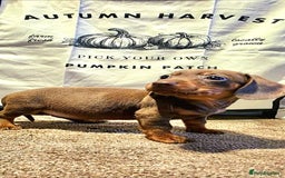 Dachshund dogs for sale: Beautiful miniature dachshunds for sale - Image 3