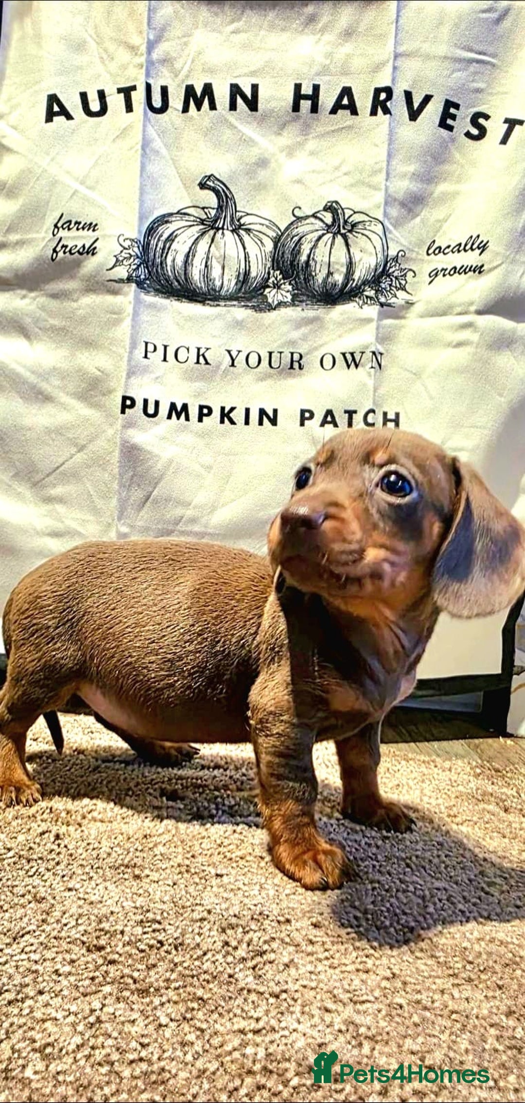 Dachshund dogs for sale: Beautiful miniature dachshunds for sale - Image 3