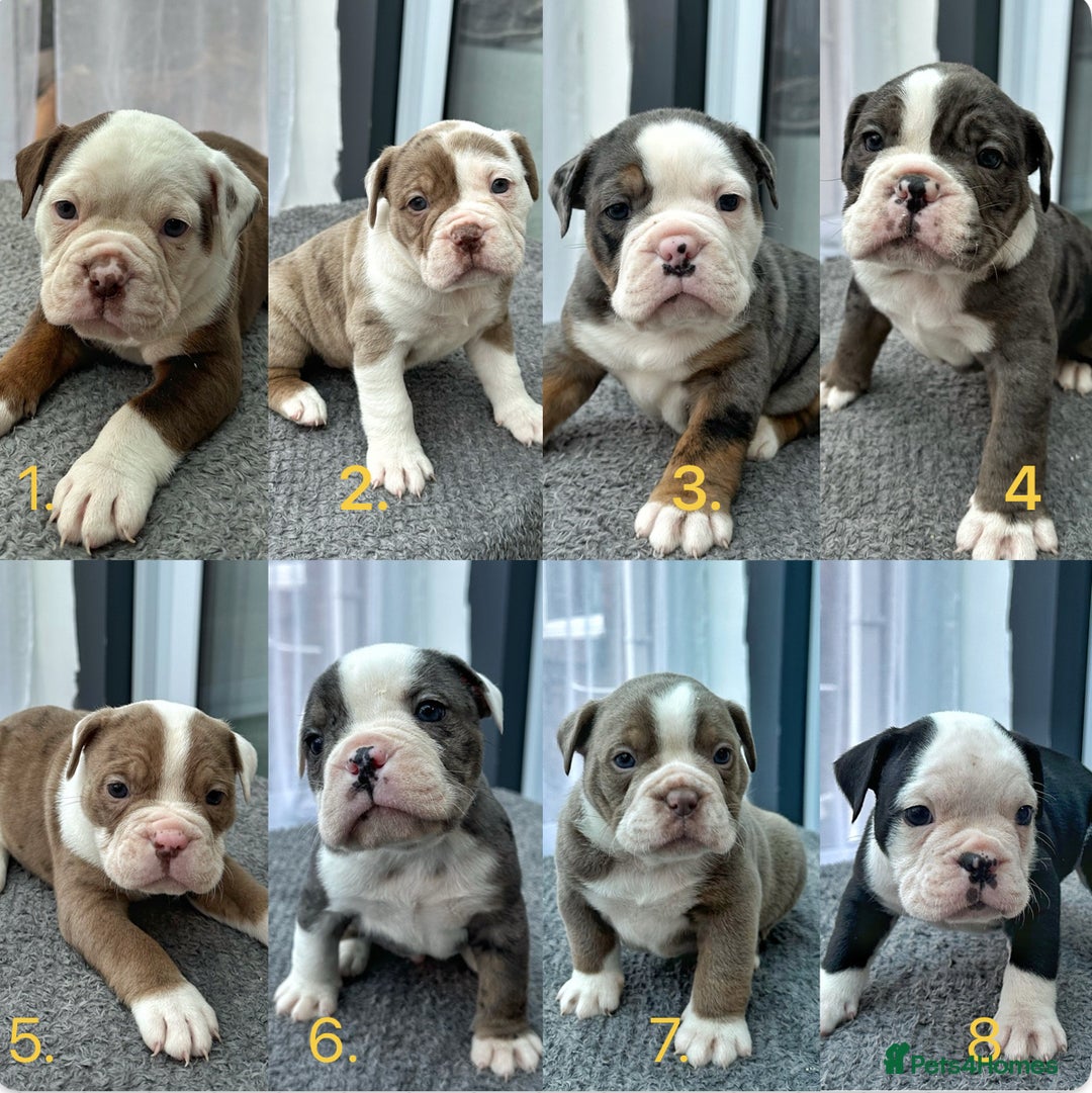 Hunk (Lilac Tri English Bulldog) | My Baby Puppy, image size:1080x1081