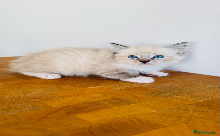 Ragdoll cats - Advert 1