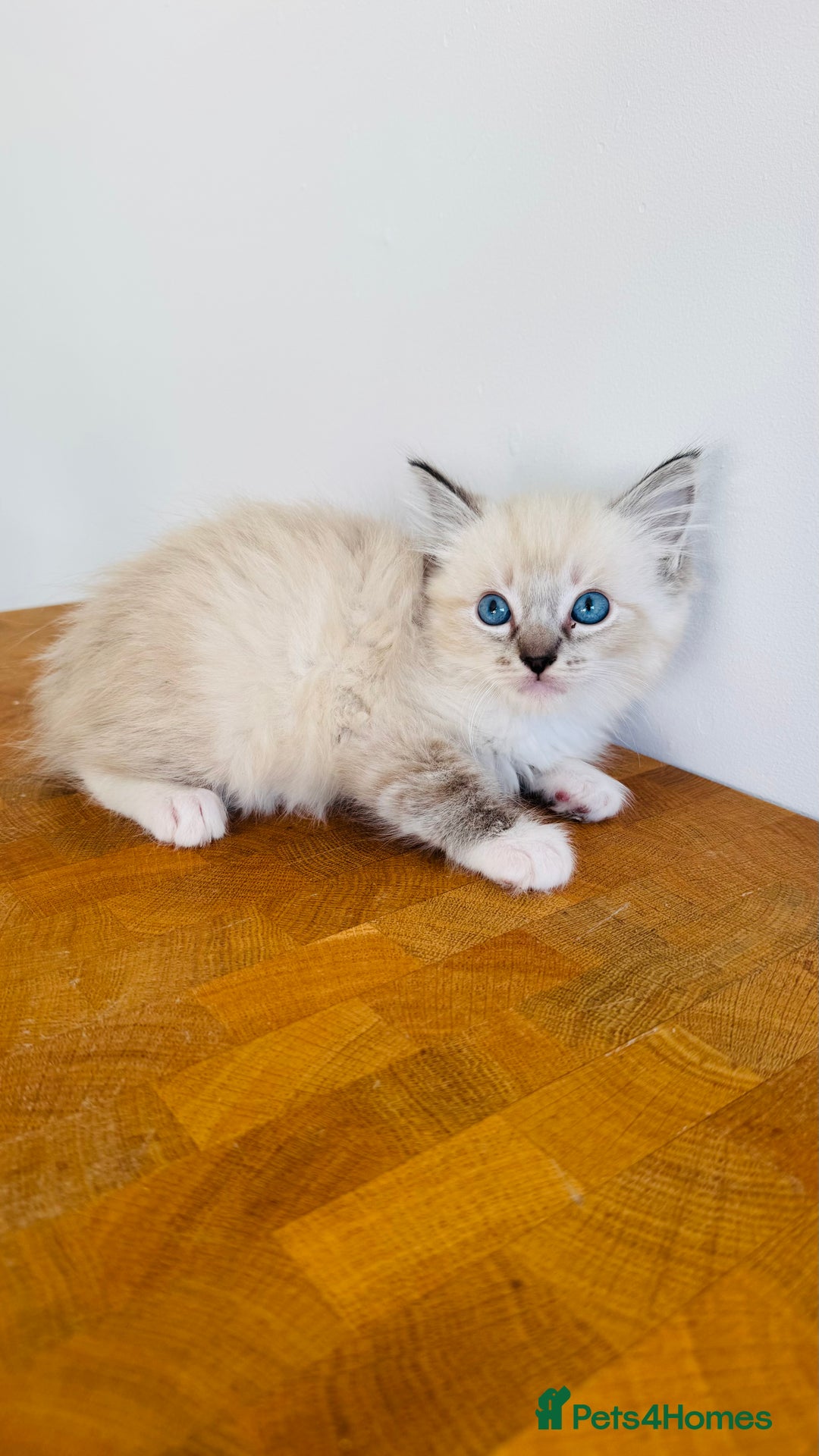 Ragdoll cats for sale: LAST ONE! Pedigree Ragdoll Kittens - REDUCED  - Image 1