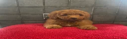 Miniature Poodle dogs for sale: Stunning Fox Red Minature Poodle Pups  - Advert 28