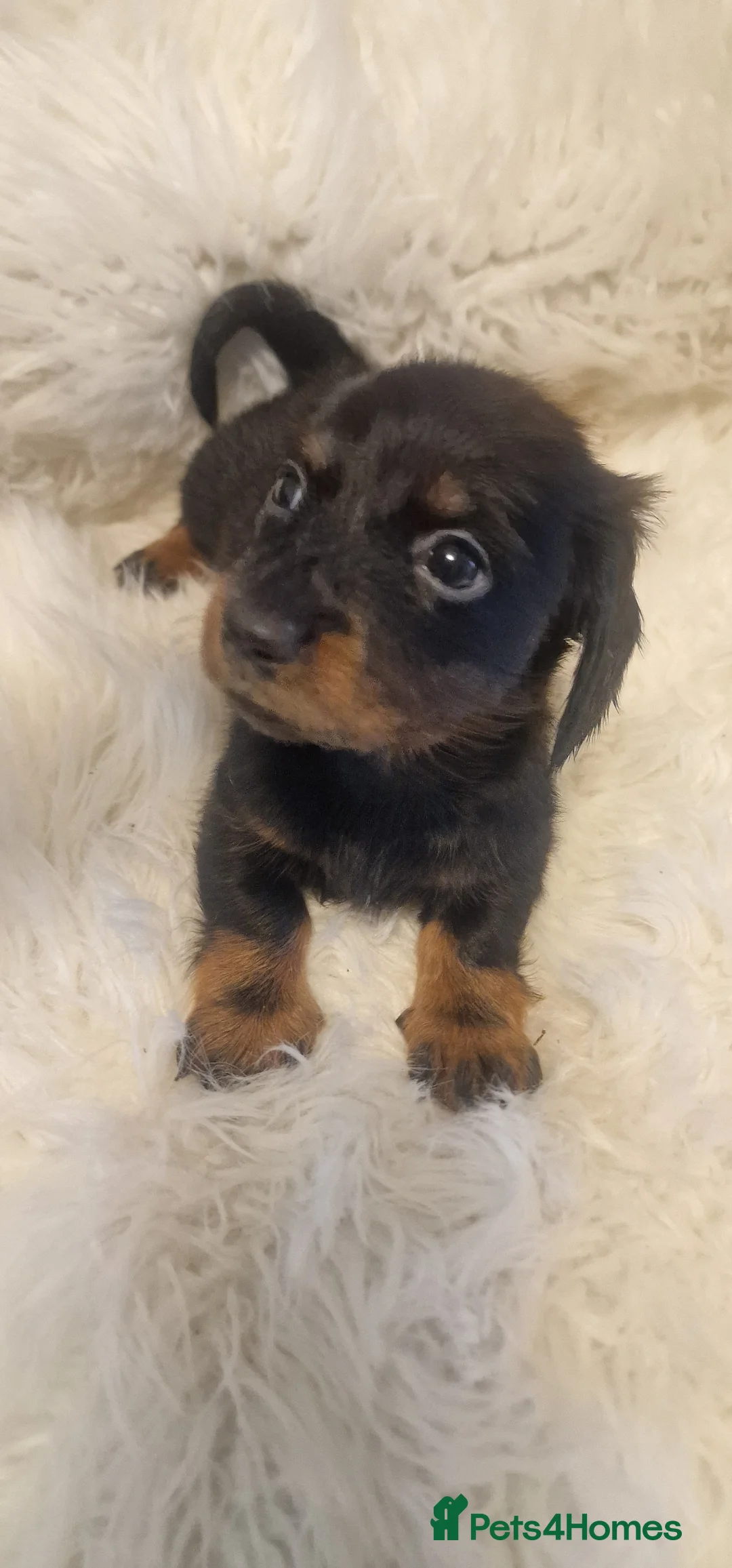 Miniature Dachshund dogs for sale: READY to GO FULL Vac Mini Dachshund smooth  - Advert 33