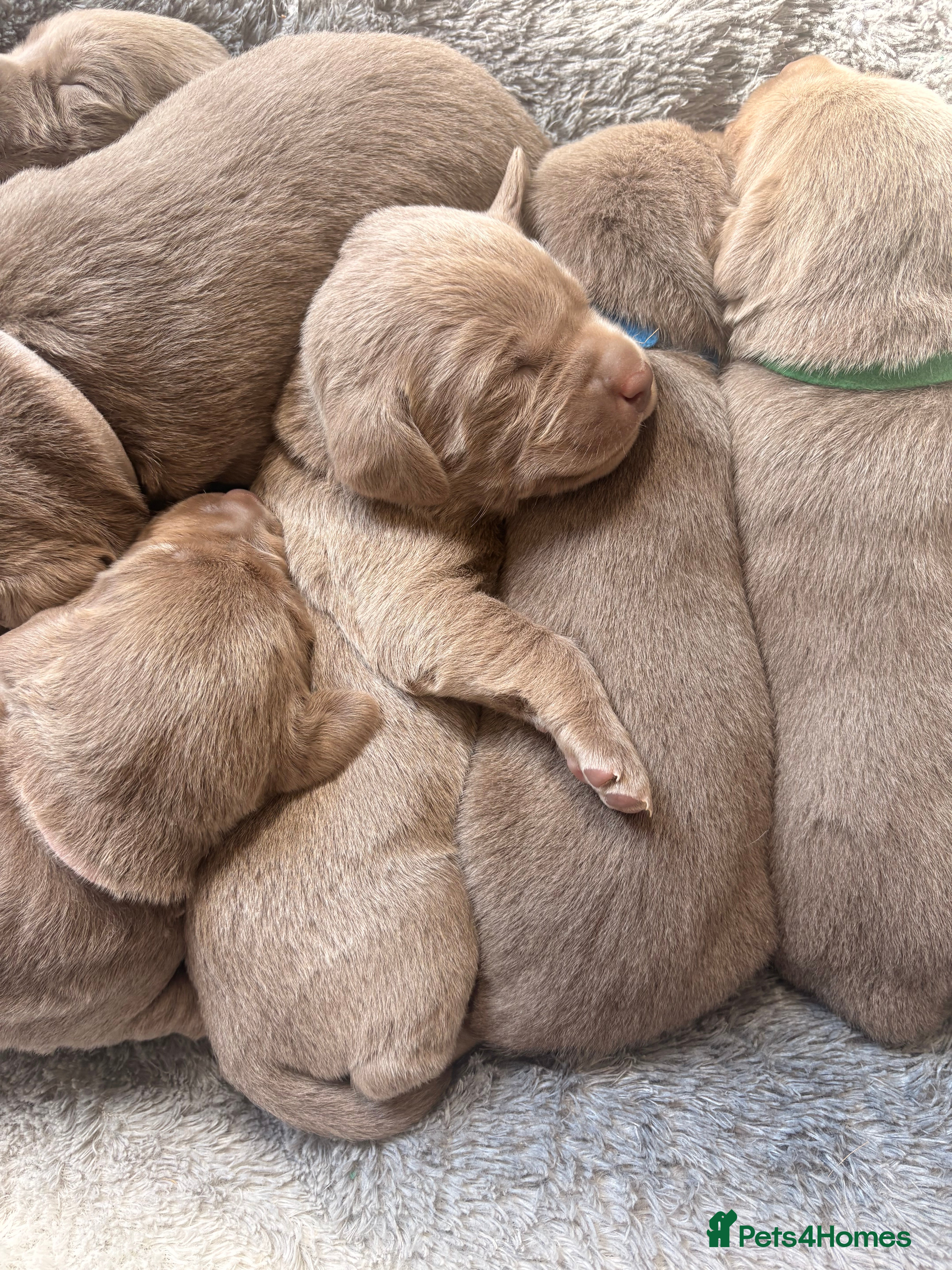 Labrador Retriever dogs KC registered Silver Labrador puppies for sale - Advert 2