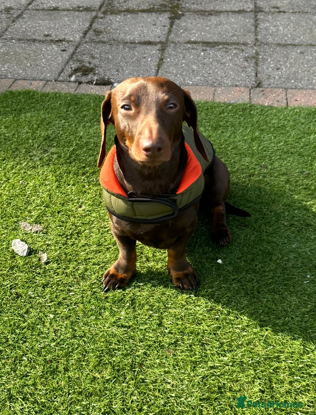 Miniature Dachshund dogs for stud: Stud PROVEN miniatures dachshund  - Advert 10