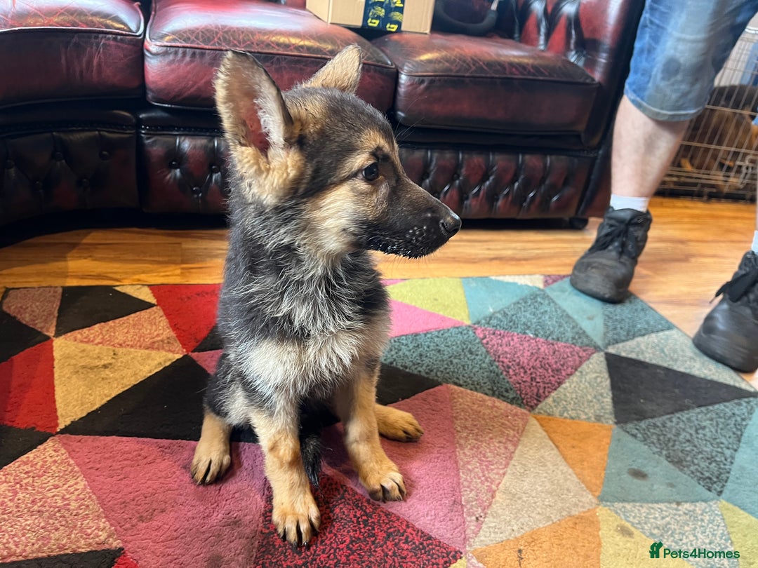 German Shepherd dogs for sale: German shepherd puppies 2 girls 1 male - Image 4