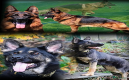 German Shepherd dogs for sale: KC GSD Puppies – Champion Bloodline Pairing - Image 13