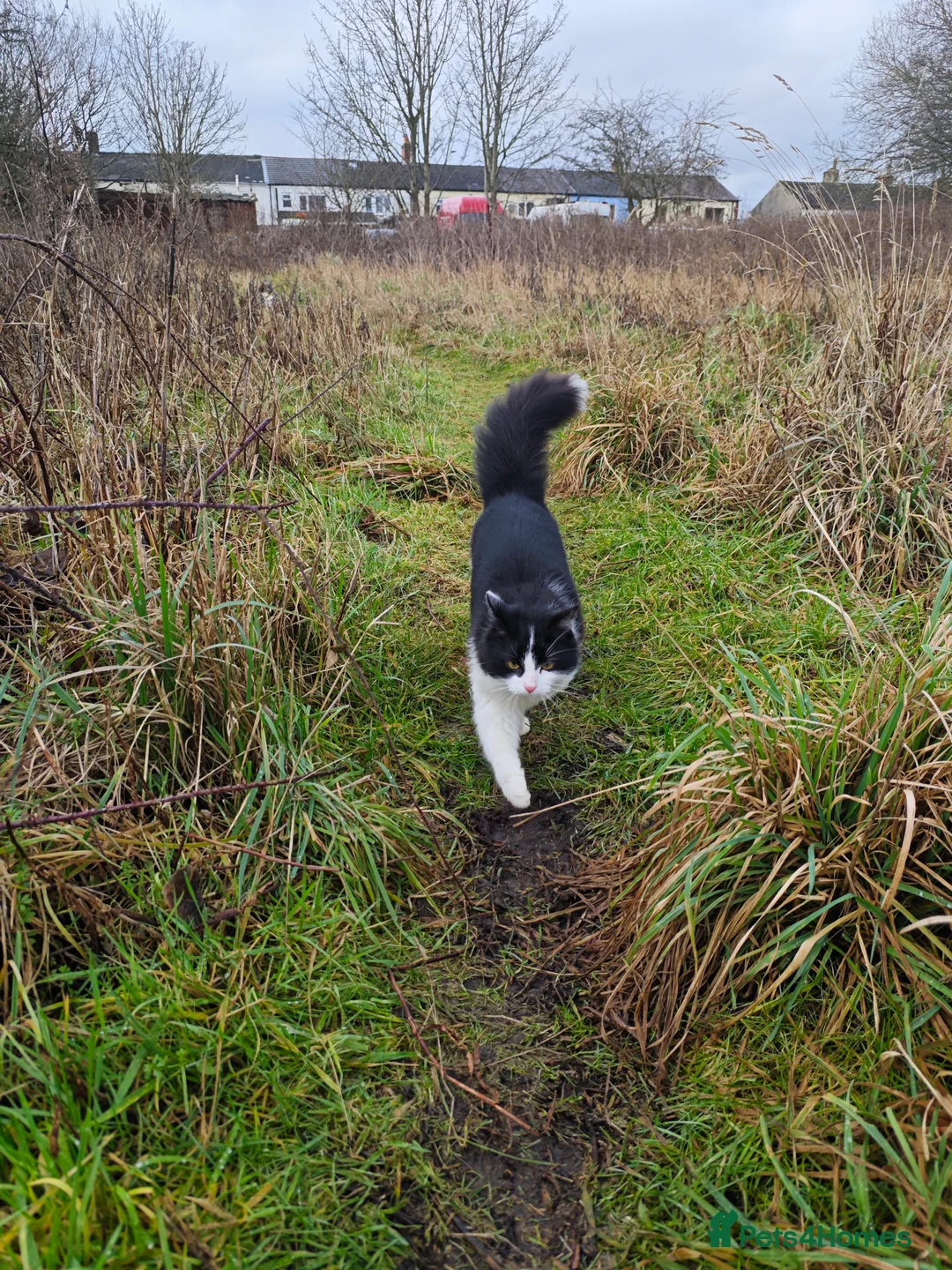 Domestic Shorthair cats for sale: female cat   - Advert 6