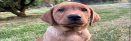 Labrador Retriever dogs for sale: Stunning Fox Red & Golden Labrador Puppies - Advert 1