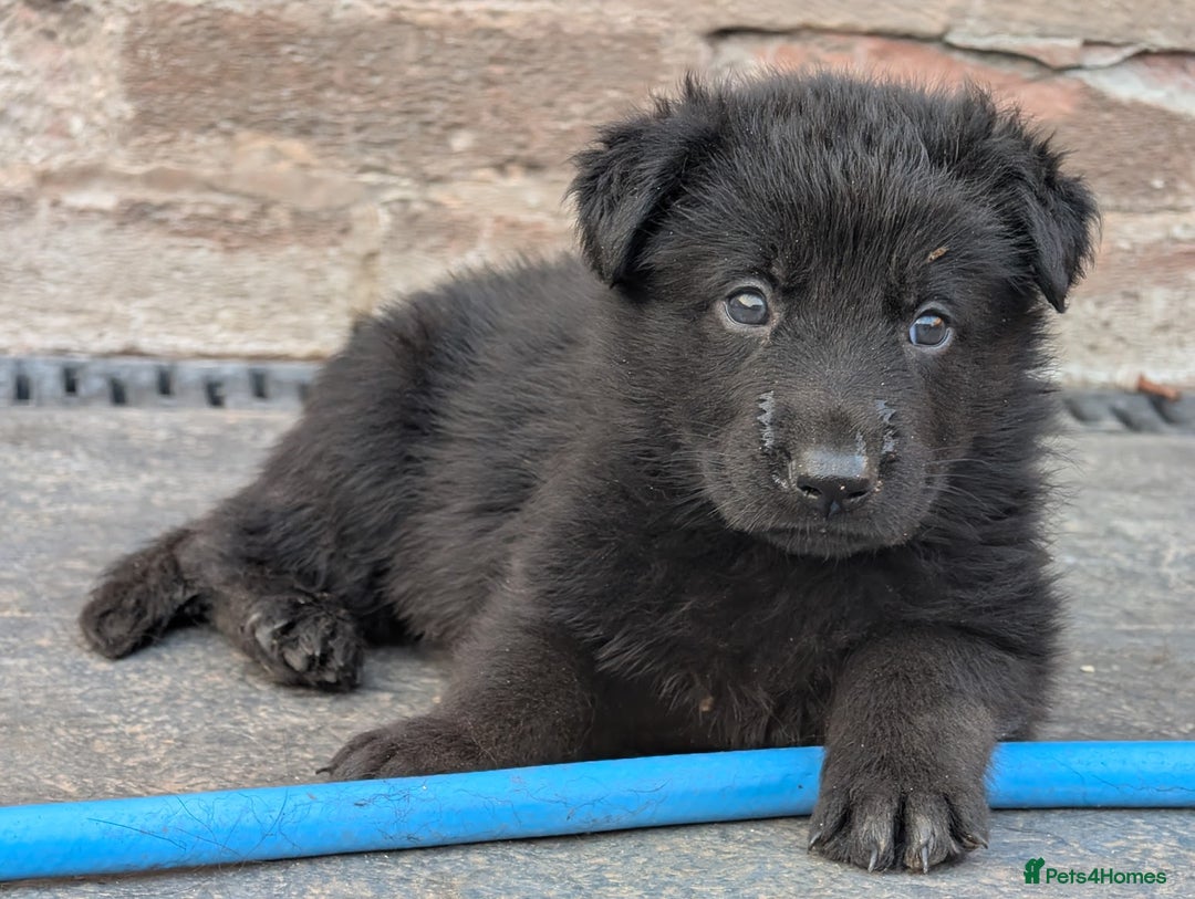 German Shepherd dogs for sale: Gorgeous Black German Shepherd Puppies. - Image 4