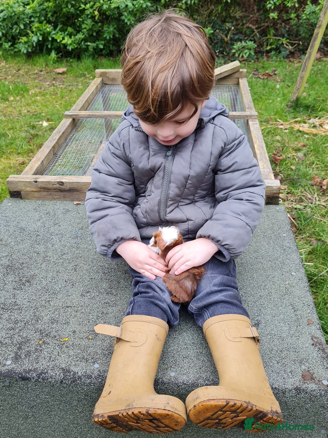 Guinea Pig rodents for sale: Baby guinea pigs for sale - Advert 15