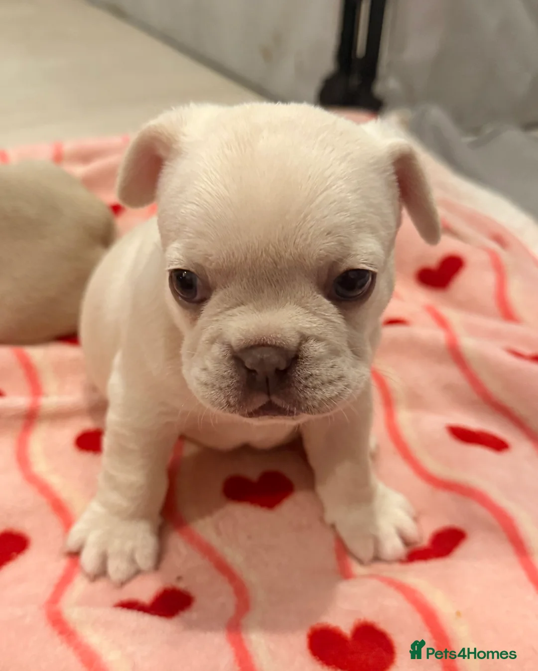 French Bulldog dogs for sale: Platinum girl for sale in North Walsham - Advert 1
