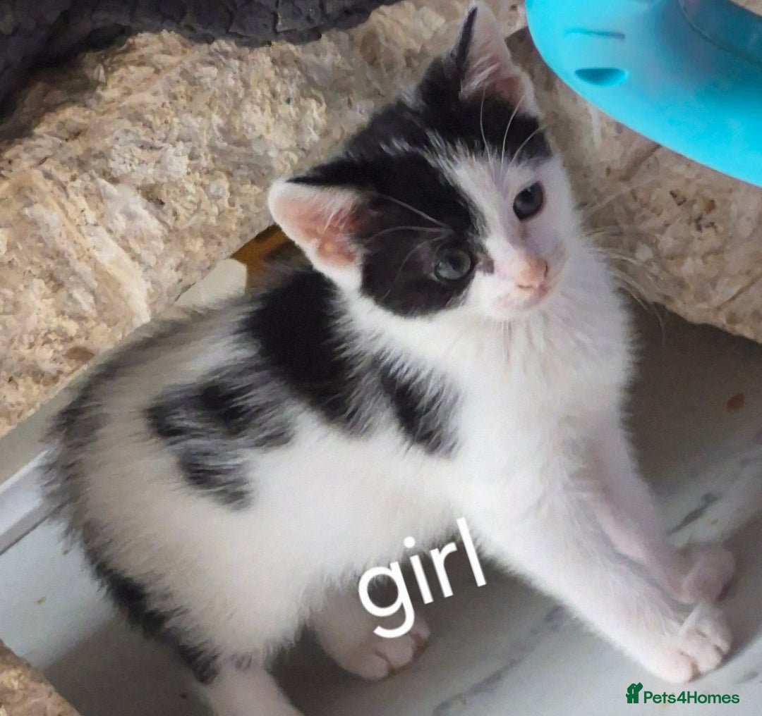 Mixed Breed cats for sale: 3 beautiful kittens  - Image 4