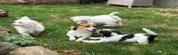 Jackapoo dogs for sale: Gorgeous jackapoo pups ready now  - Advert 3