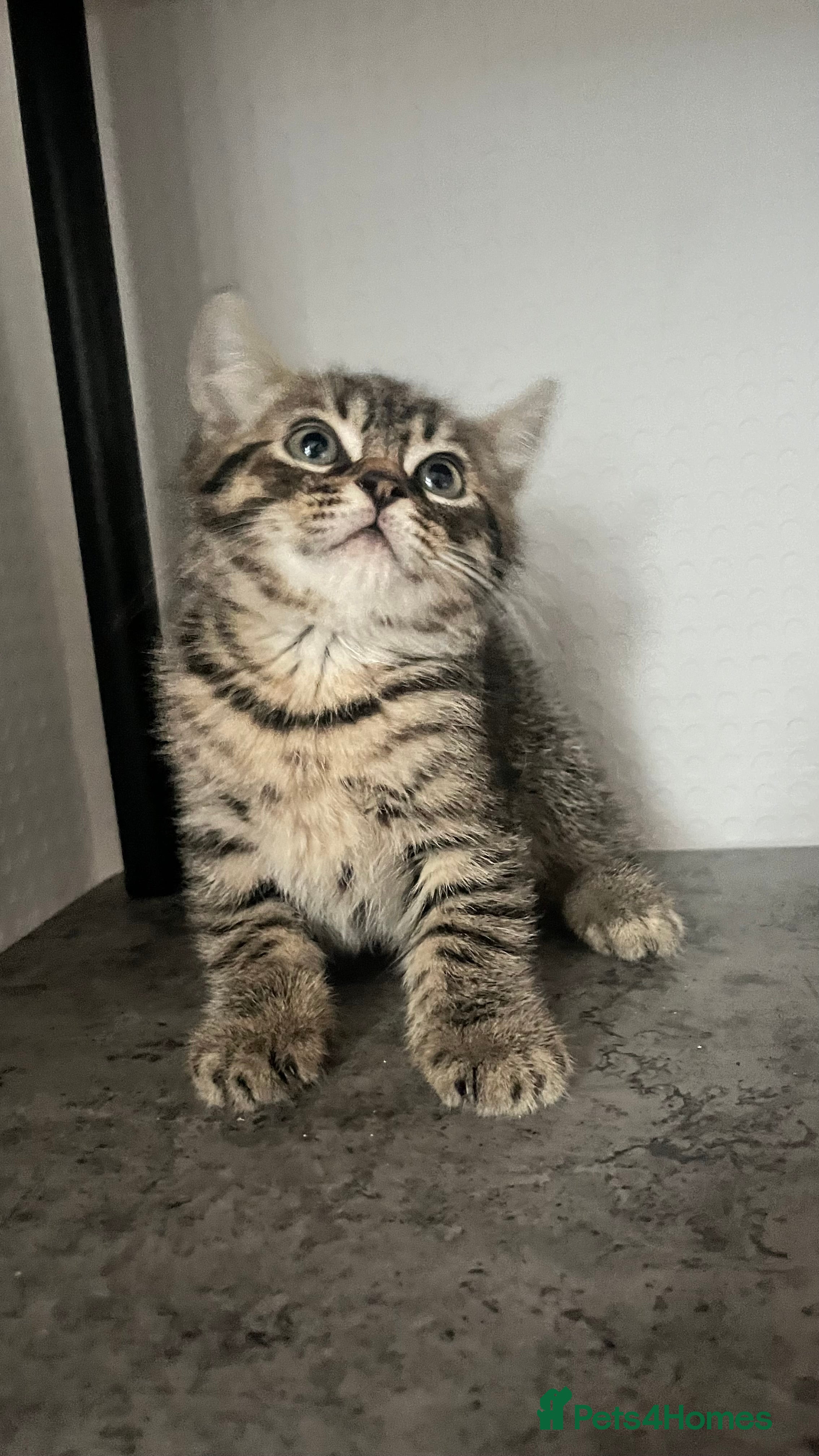 Mixed Breed cats Kittens ready to leave  - Advert 5