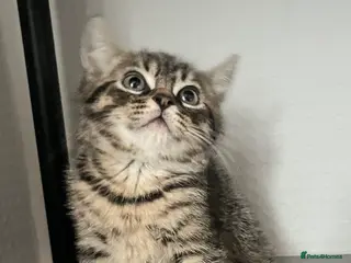 Mixed Breed cats Kittens ready to leave - Advert 9