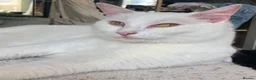 Turkish Angora cats for sale: Most affectionate cat for rehome - Advert 4