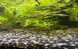 Live Bearers fish for sale: Mixed Guppies - Image 2