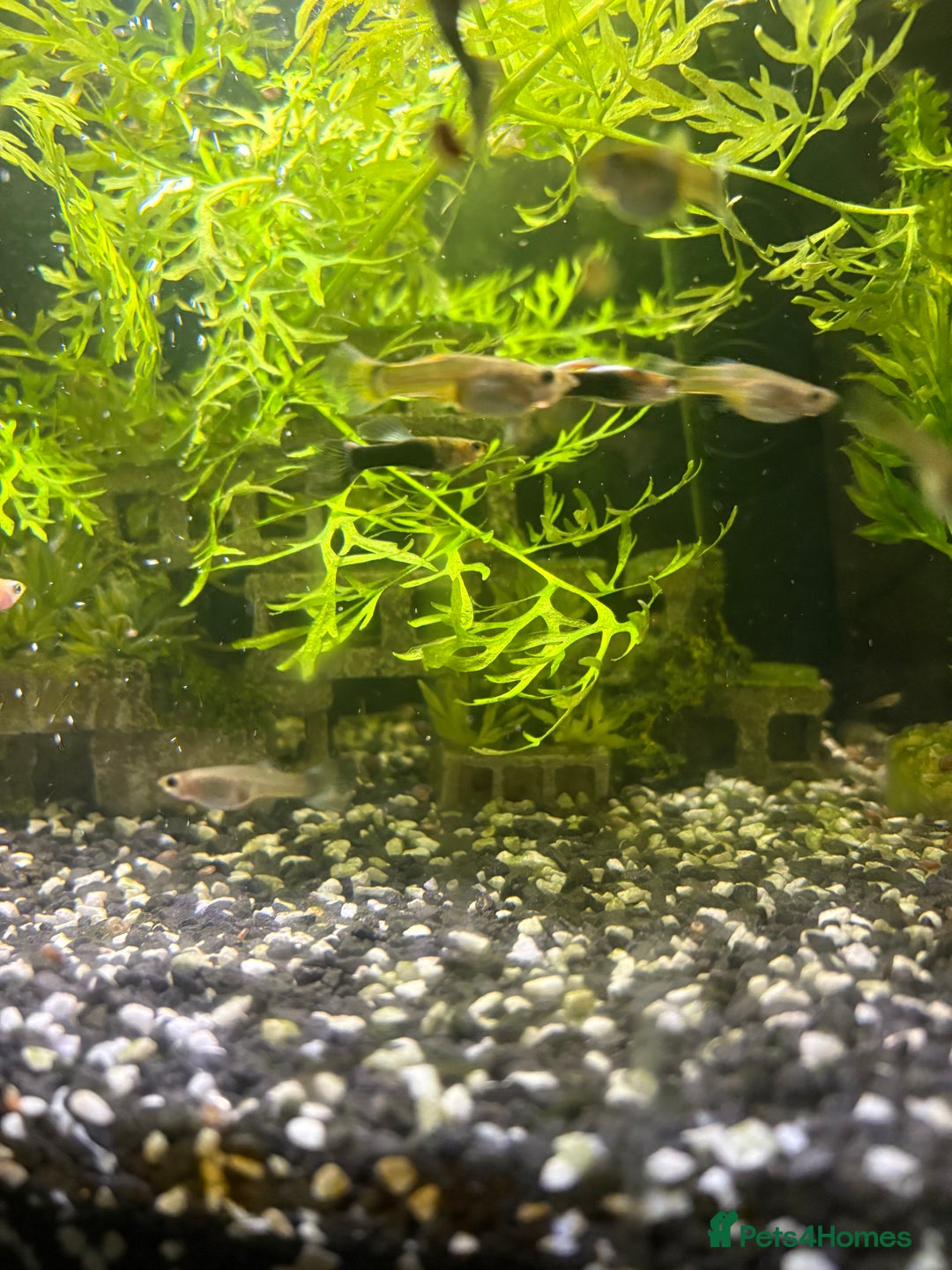 Live Bearers fish for sale: Mixed Guppies - Image 2