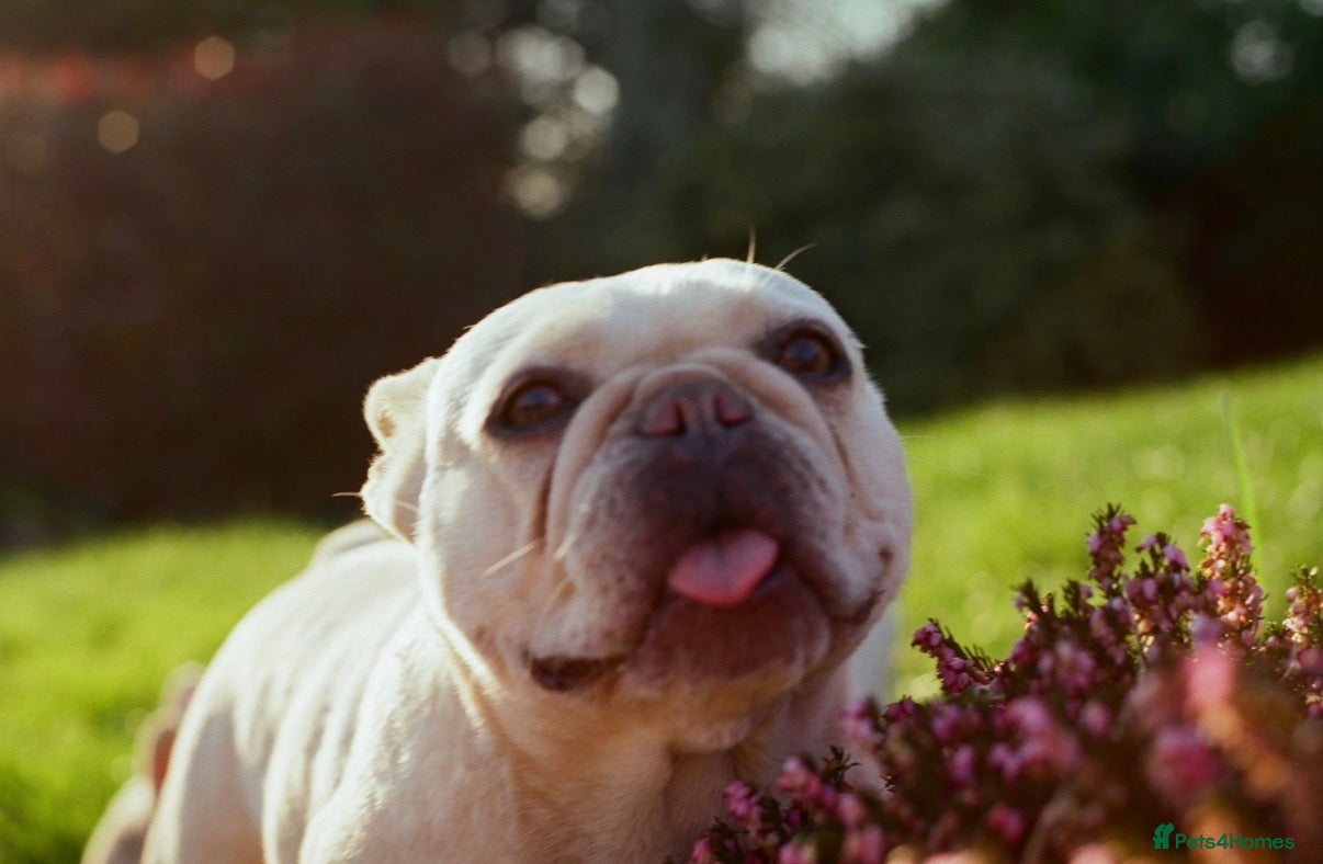 French Bulldog dogs White French bulldog KC Registered Need To Rehome - Advert 17
