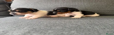 Jack Russell 2