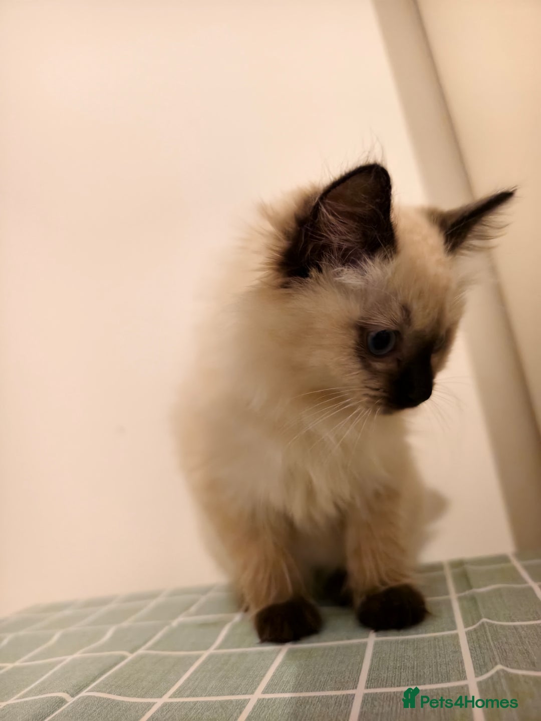 Ragdoll cats for sale: Beautiful Seal Point Ragdoll Kittens – for sale - Advert 8
