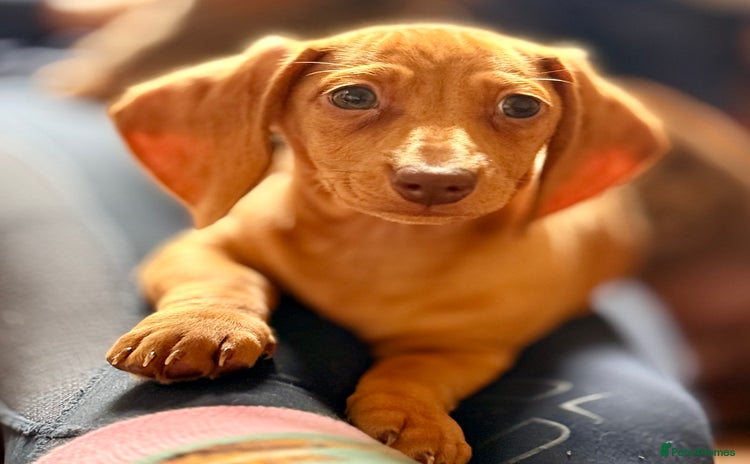 Miniature Dachshund dogs - Advert 5