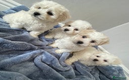 Maltipoo dogs for sale: 🐾 maltipoo puppy’s 🐾 - Image 3