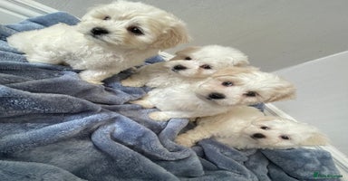 Maltipoo dogs - Advert 10