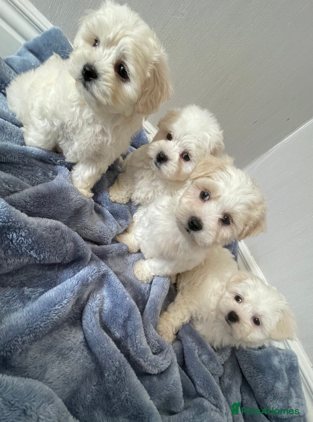 Maltipoo dogs for sale: 🐾 maltipoo puppy’s 🐾 - Image 3