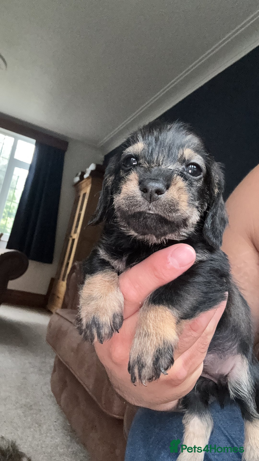 Dachshund dogs for sale: 🐾 Beautiful wired haired Dachshund Puppies - Image 31