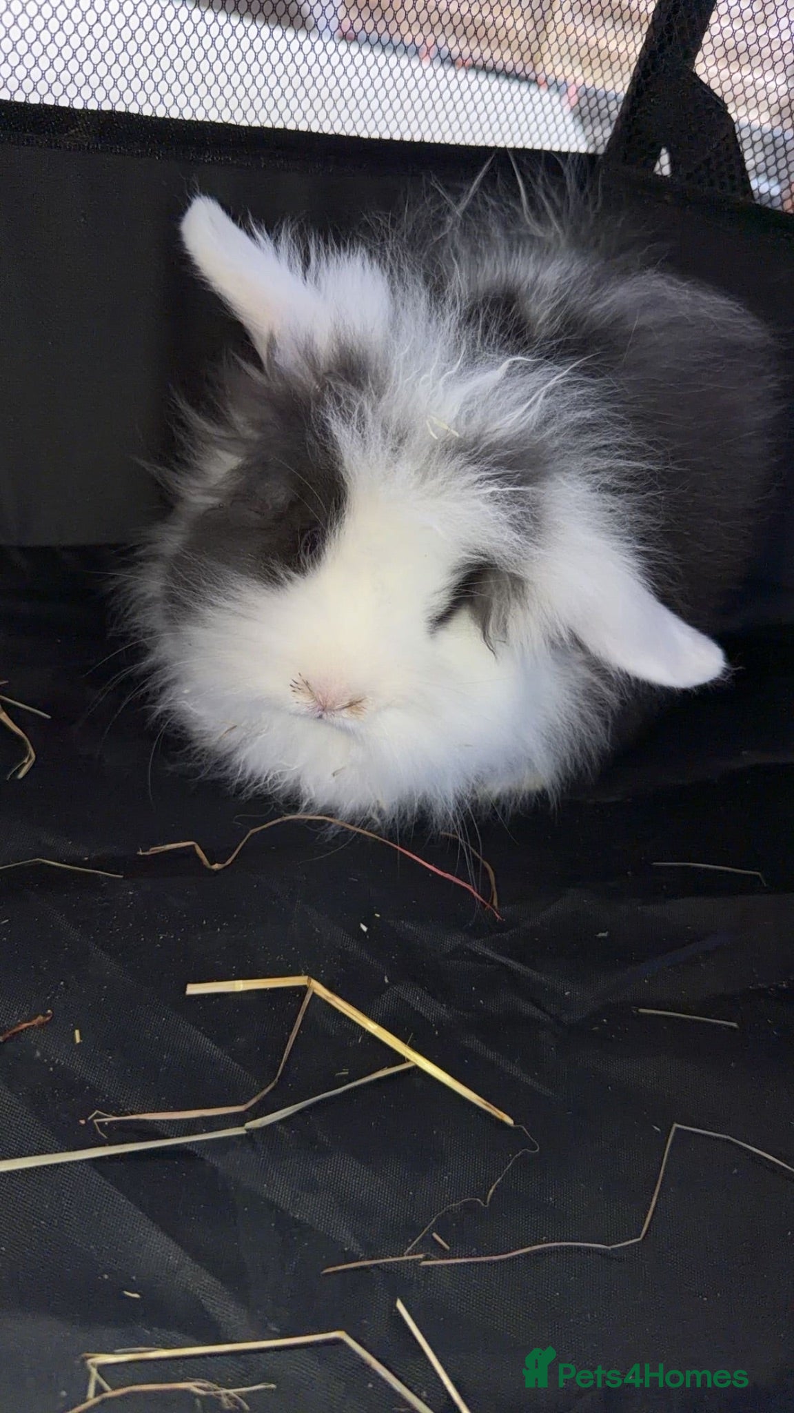 Mini Lion Lop rabbits 2 mini lion lops  - Advert 3