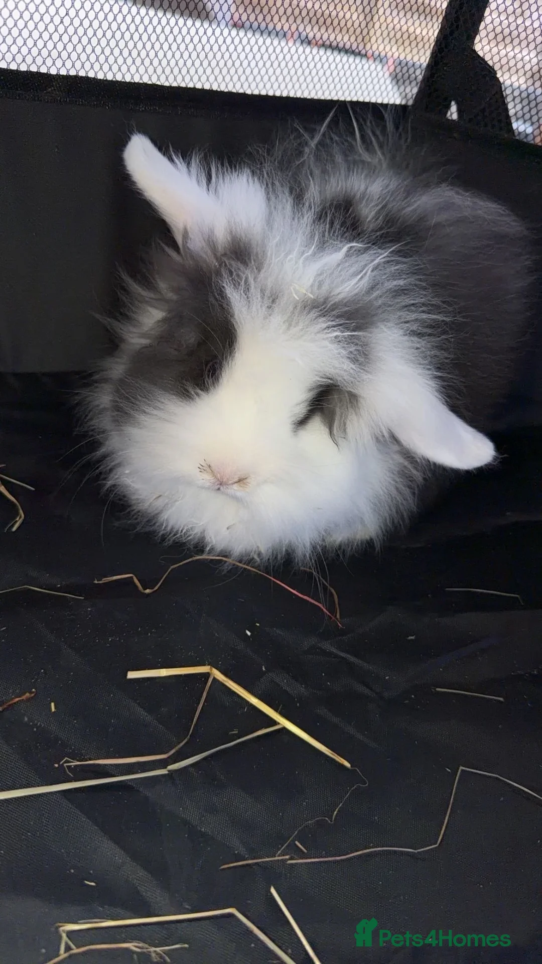Mini Lion Lop rabbits for sale: 2 mini lion lops  - Advert 1