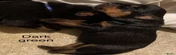 Rottweiler dogs for sale: Germany and America Rottweiler mix - Advert 19