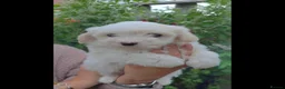 Coton De Tulear dogs for sale: Gorgeous Coton de Tulear puppies KC registered - Advert 7