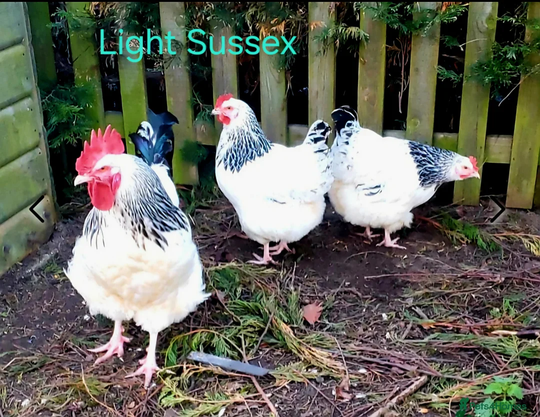 Chickens poultry for sale: Various Pure breed chicks/eggs + turkeys - Advert 2