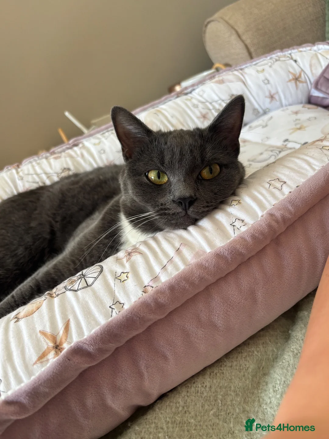 Mixed Breed cats for sale: 1 year old female cat - Advert 2