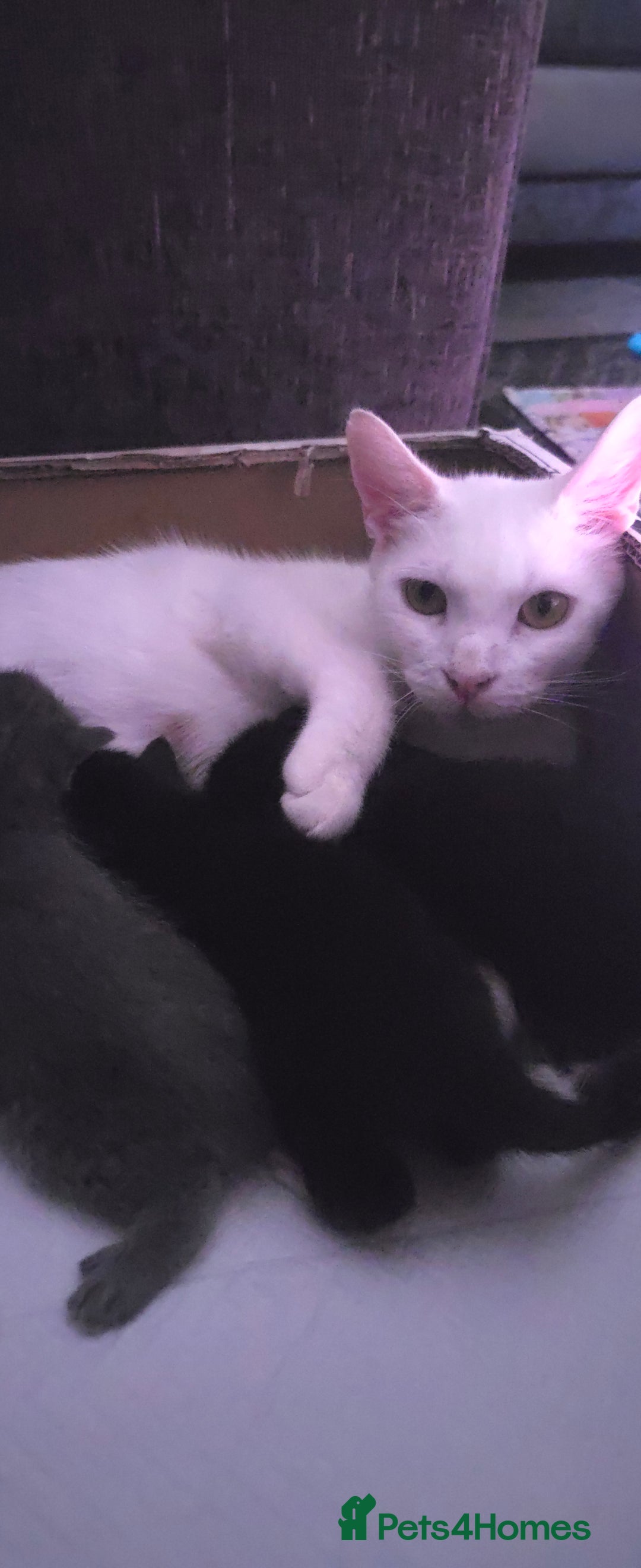 Mixed Breed cats for sale: 3 kittens looking for their forever homes.  - Image 24