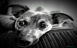 Mixed Breed dogs for adoption: Polo  - Image 4