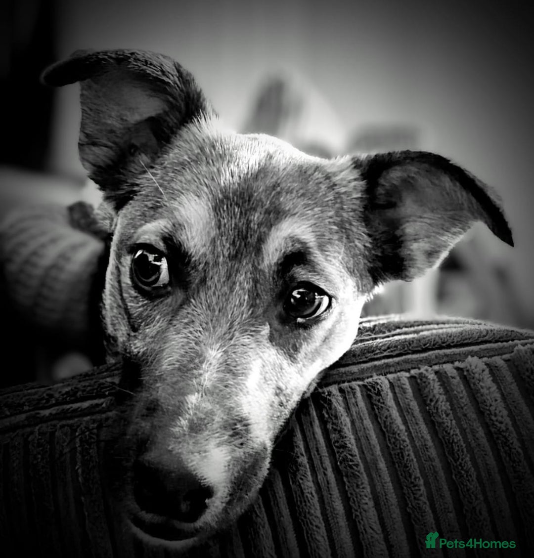 Mixed Breed dogs for adoption: Polo  - Image 4