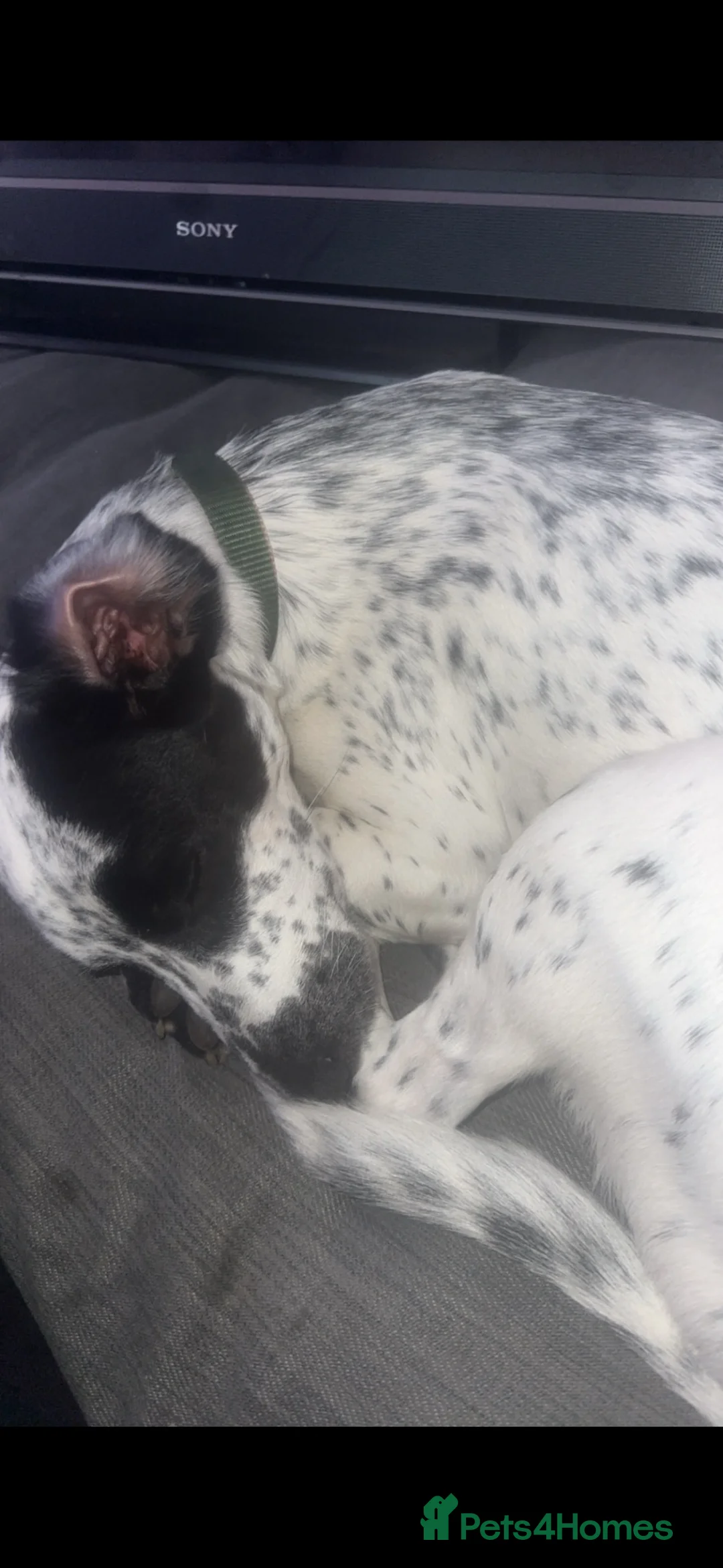 Mixed Breed dogs for sale: English Pointer x whippet  - Advert 2