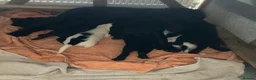Sprocker dogs for sale: 8 beautiful healthy friendly little Sprocker pups - Advert 17