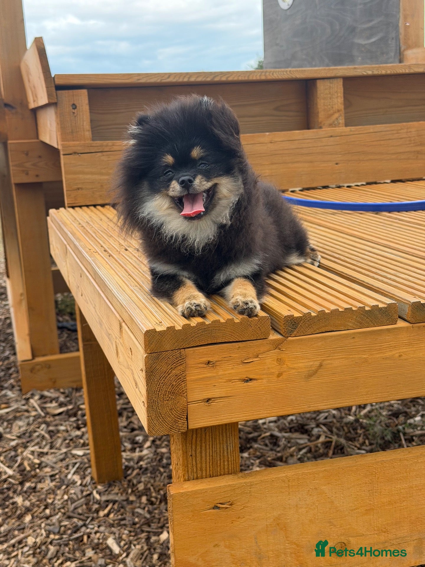 Pomeranian dogs Stunning Russian Pom  - Advert 1