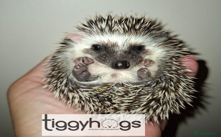 Pygmy Hedgehog rodents - Advert 2