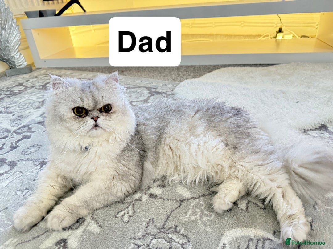 Mixed Breed cats for sale: Persian & Turkish Angora 1 boy 1 girl 9 weeks  - Advert 3