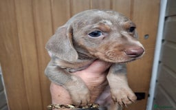 Miniature Dachshund dogs for sale: Miniature dachshund  - Image 7