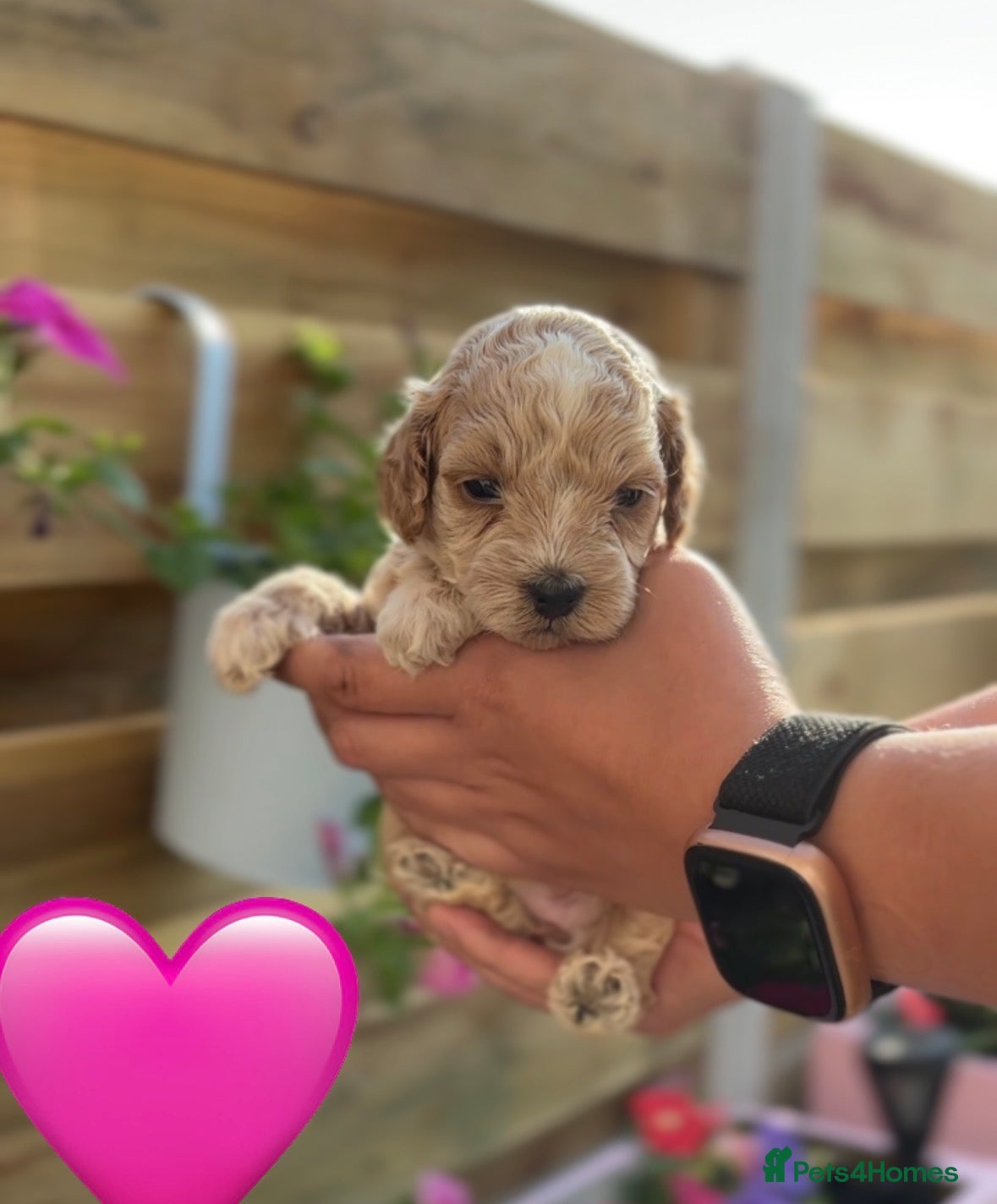 Cockapoo dogs F2 cockapoo puppy - Advert 1
